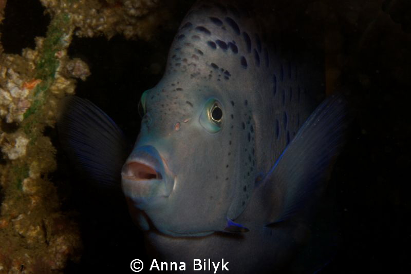 Yellow-band angelfish by Anna Bilyk 