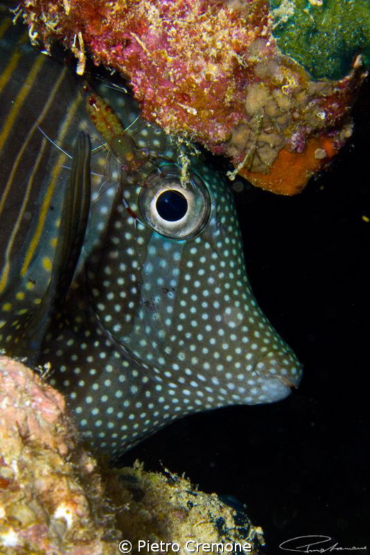 Tang with shrimp by Pietro Cremone 