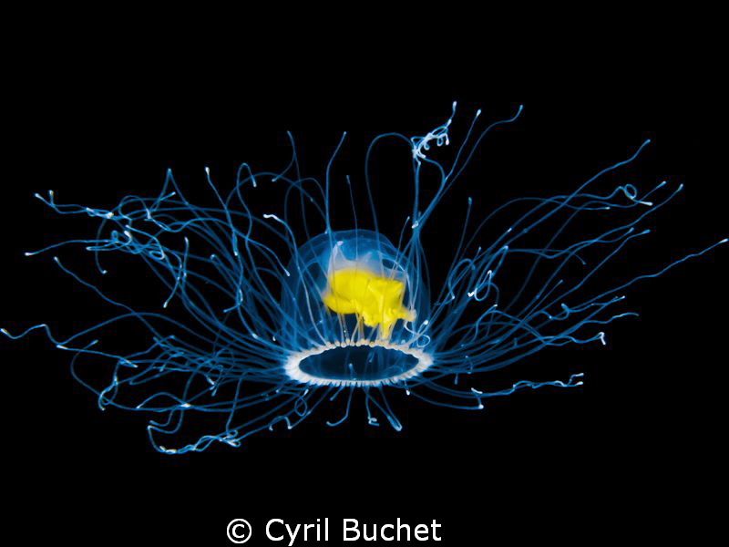 Very small jellyfish (don't know the name)
Shot taken wi... by Cyril Buchet 