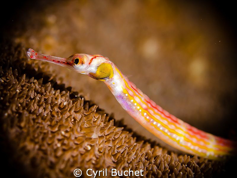 Pipefish, shot with Nikon 60 mm macro by Cyril Buchet 