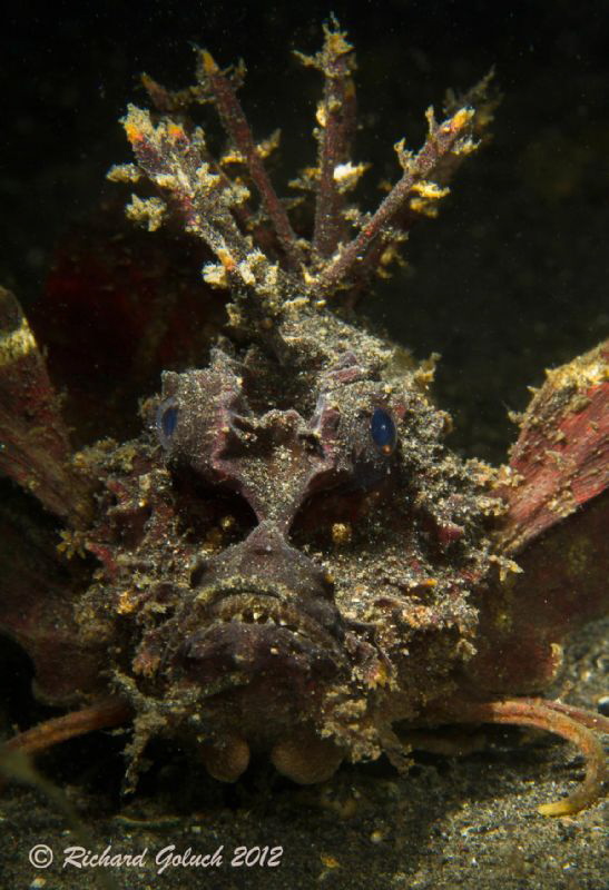 Spiny Devilfish-Lembeh by Richard Goluch 