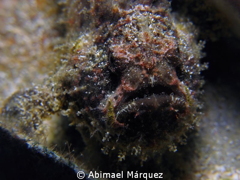 Frogfish by Abimael Márquez 