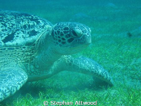 Abu Dubab Turtle by Stephan Attwood 