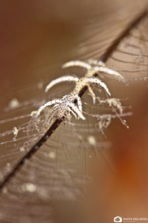the macro world... by Nadya Kulagina 