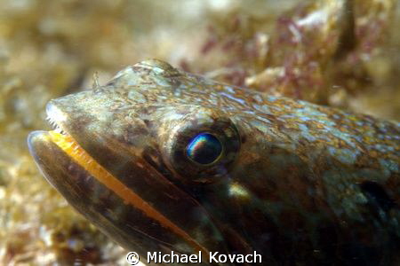 Sand Diver on the Big Coral Knoll off the beach in Fort L... by Michael Kovach 
