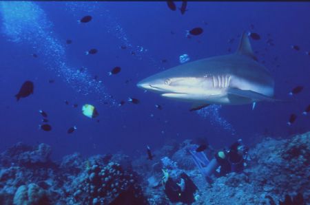 On patrol as divers fight against the current, it seems t... by Jerry Hamberg 