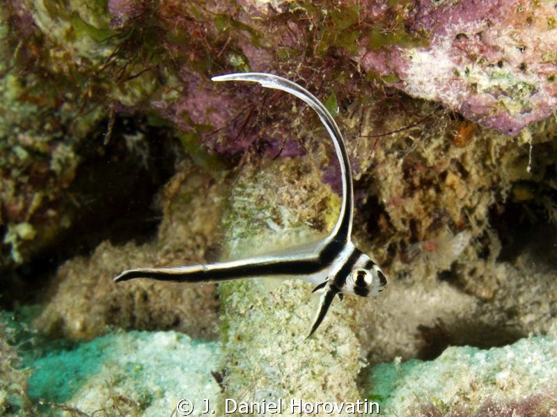 Juvenile spotted drum. These guys never stop moving and p... by J. Daniel Horovatin 