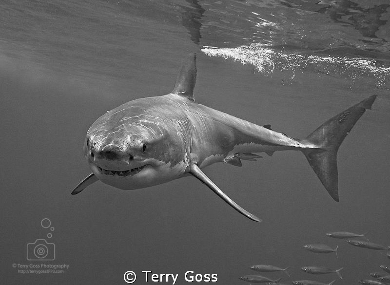 "young white turns" - a lithe, young white shark (Carchar... by Terry Goss 