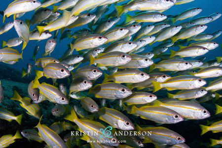 Getting zoomed!
Canon 40D, Tokina 10-17 + Kenko 1.4 TC, ... by Kristin Anderson 