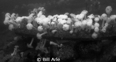 Plumed anemones in Puget Sound, out of Tacoma, Washington. by Bill Arle 