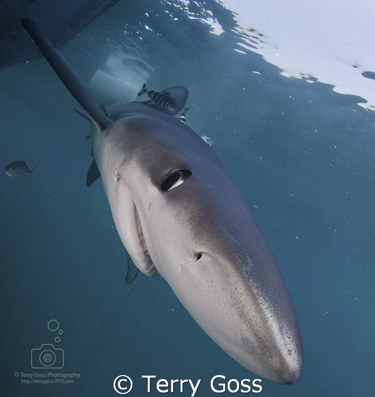 "Being a bit nosy" - the lovely, curious blues (Prionace ... by Terry Goss 