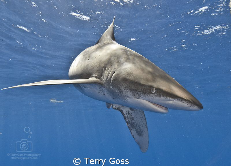 "Strike a pose" - the absolutely beautiful oceanic whitet... by Terry Goss 