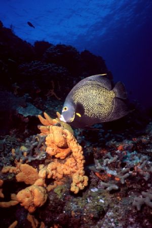 Cozumel Angel.

Punta Dalila, Cozumel. by Erich Reboucas 