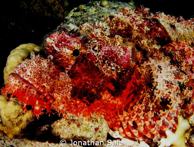 Red Scorpion Fish by Jonathan Sala 