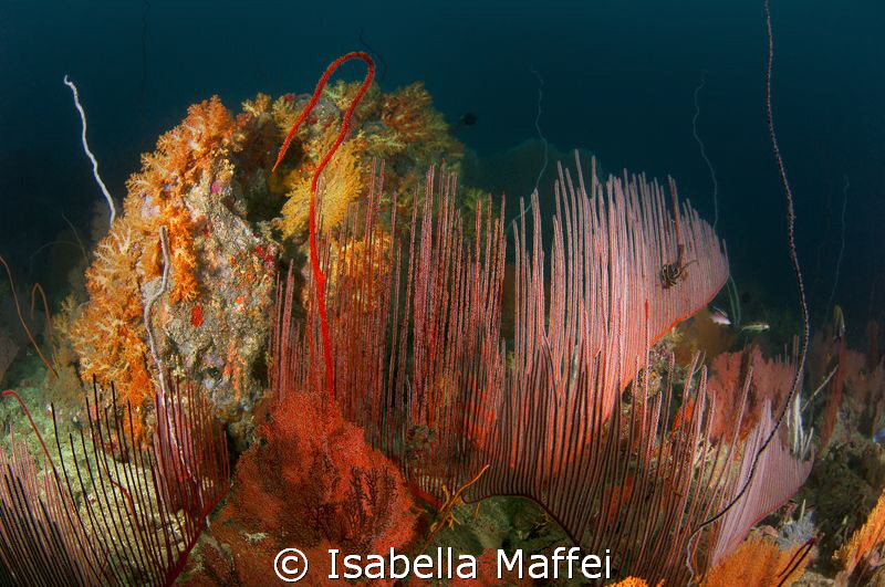 "MARINE PAINTING"
 by Isabella Maffei 
