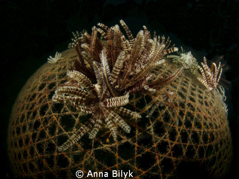 Feather stars on the net by Anna Bilyk 