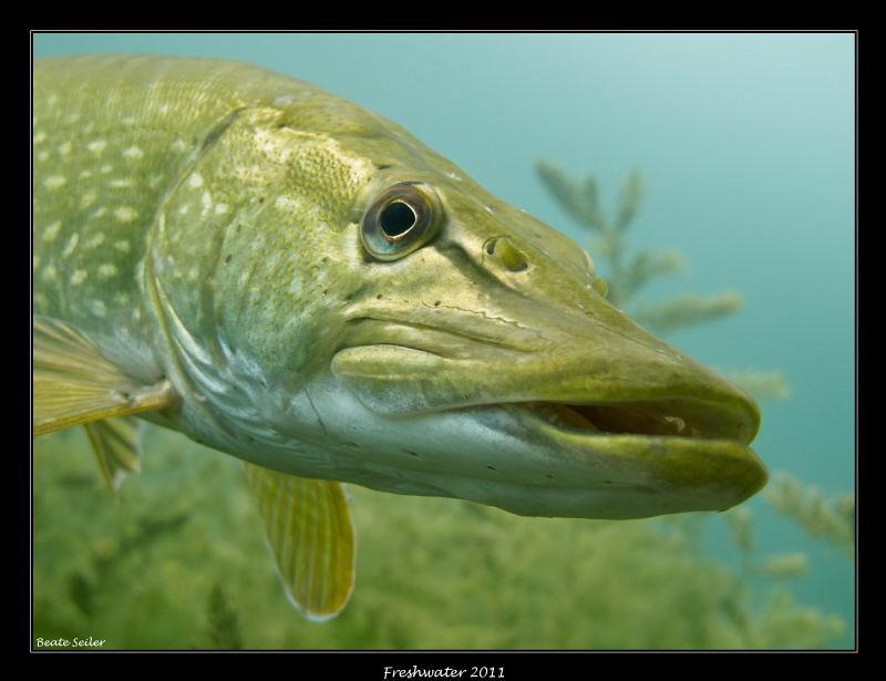 Pike by Beate Seiler 