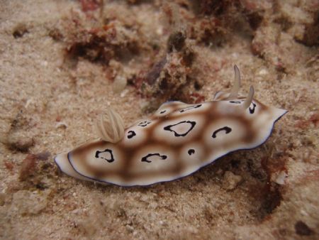 chromodoris.
nudibranch city, derawan, Indonesia by Wahyu Kasim 