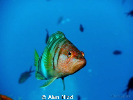 Painted Comber Partially illuminated. by Alan Mizzi 