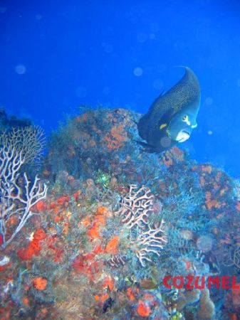 cozumel
 by Ernesto Castillo 