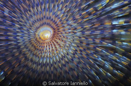 vortice by Salvatore Ianniello 