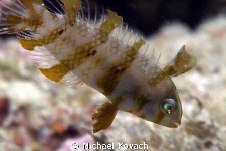 Green Razorfish on the Big Coral Knoll off the beach in F... by Michael Kovach 