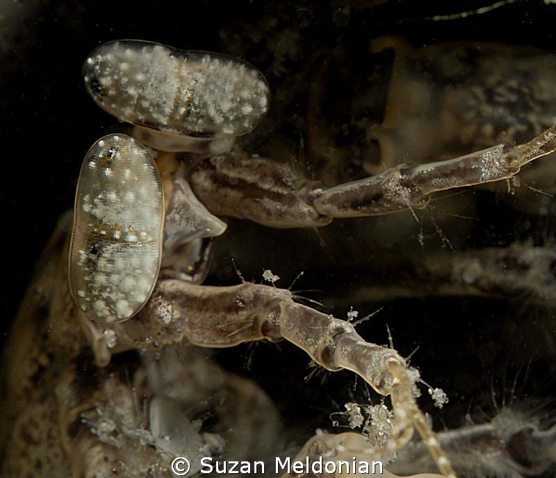 Up front and personal- Inquisitive Mantis Shrimp with eye... by Suzan Meldonian 
