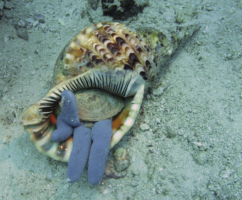 Triton devours blue starfish.
Prince John housereef. by Chris Krambeck 