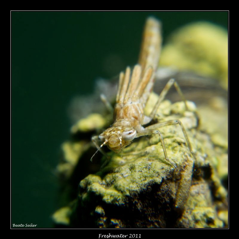 Dreagonfly larve taken with Canon G12 and 2 X UCL165 by Beate Seiler 