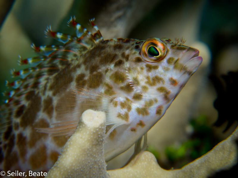 Hawkfish by Beate Seiler 