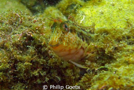 Helloooooo by Philip Goets 