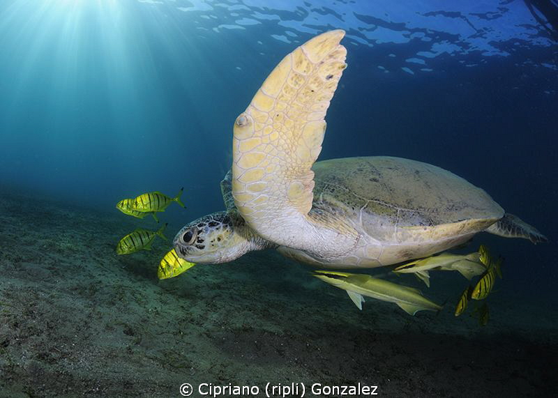 the golden hour at Marsa Alam by Cipriano (ripli) Gonzalez 