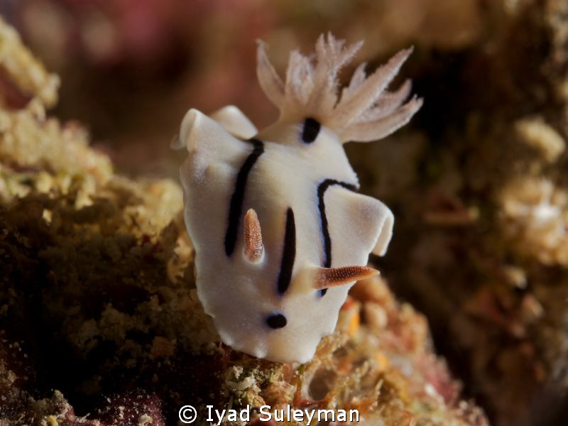 Nudibranch
Chromodoris willani by Iyad Suleyman 