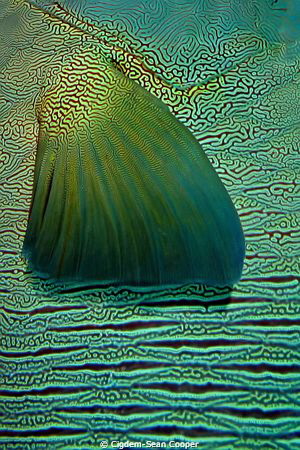 Detail of Napoleon Wrasse. by Cigdem-Sean Cooper 