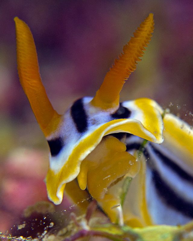 "Nudibranch Portrait"
 
 by Henry Jager 