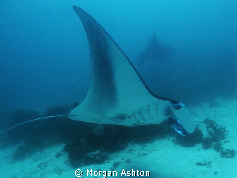 Manta cleaning station. West Dampier Strait. Raja Ampat. ... by Morgan Ashton 