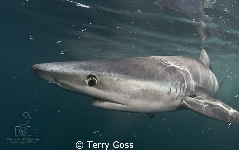 "whoa, didn't see ya there!" - another of the frisky afte... by Terry Goss 