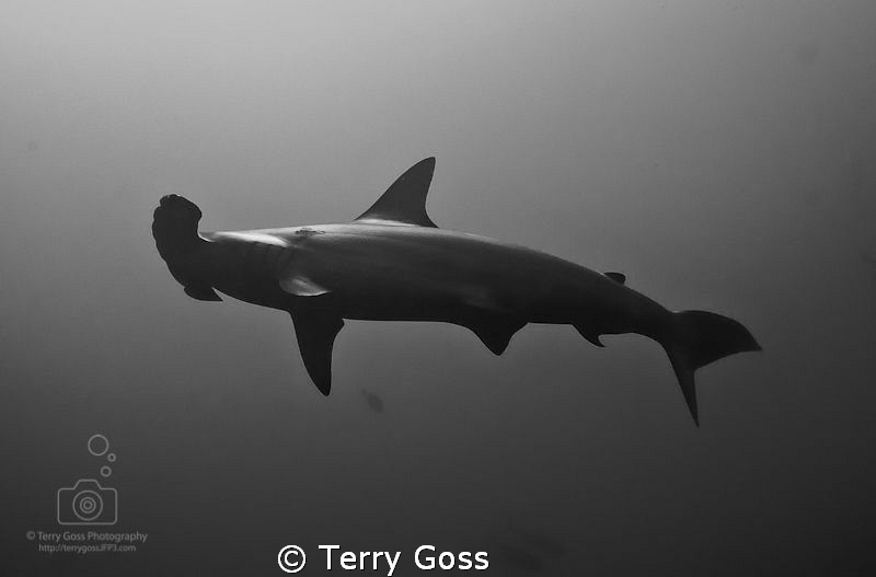 "A Darker Shade of Hammer" - scalloped hammerhead (Sphyrn... by Terry Goss 
