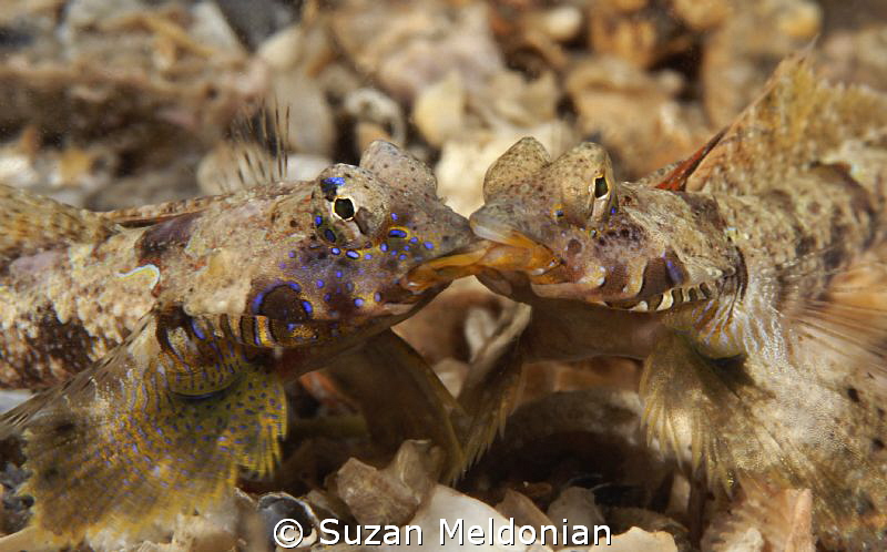 Dragonets liplocked in a dual to the death. by Suzan Meldonian 