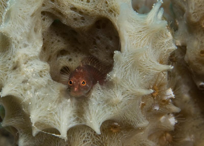 Ringed blenny.  84 feet.  Not so rare after all!  I was r... by John Roach 