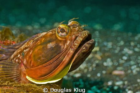 Flash of Gold. A Sarcastic Fringehead shows a hint of its... by Douglas Klug 