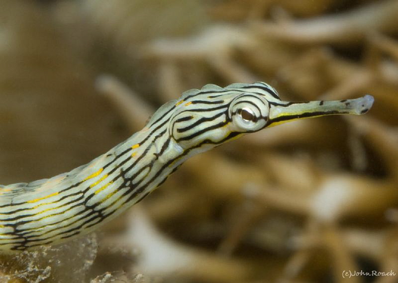 Reef top pipe fish by John Roach 