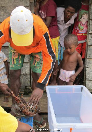 Child watching lobster being weighed. by Christine Huffard 