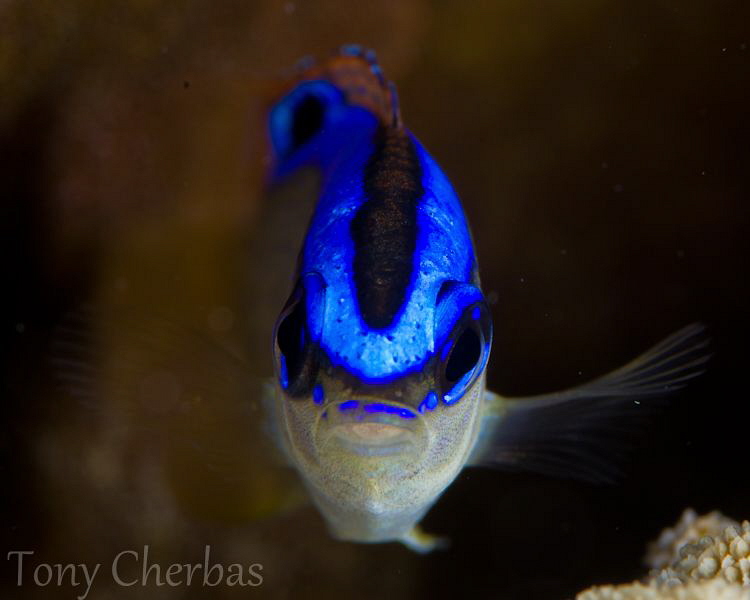 Juvenile Surge Demoiselle by Tony Cherbas 