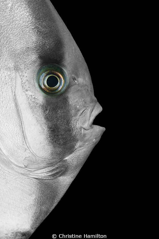 Batfish by Christine Hamilton 