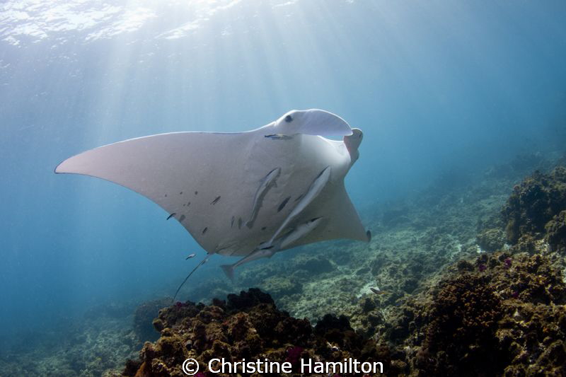Byron Manta by Christine Hamilton 