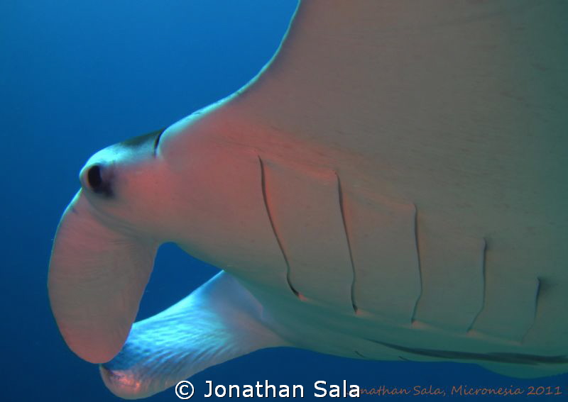 Manta at German Channel, Rep of Palau, Micronesia by Jonathan Sala 