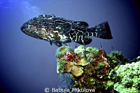single by Babula Mikulova 