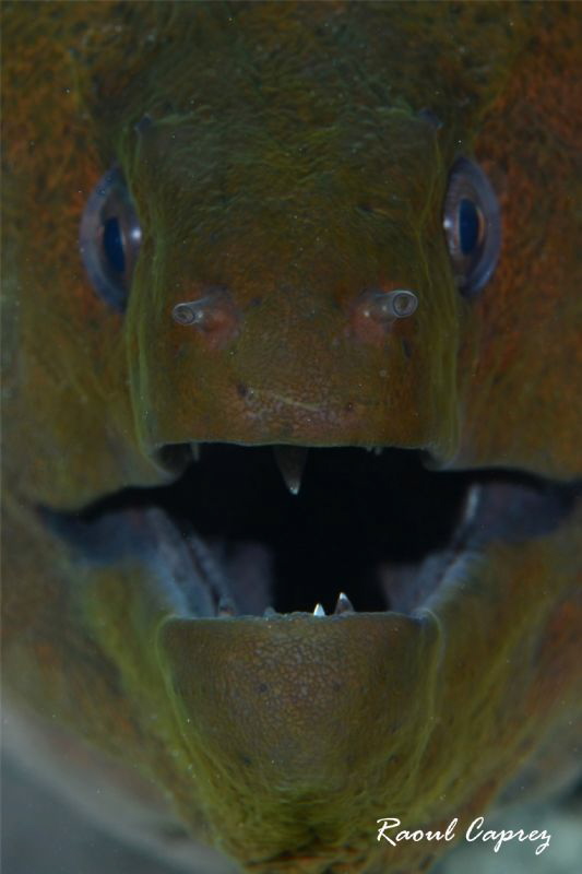 Just a kiss ... by Raoul Caprez 