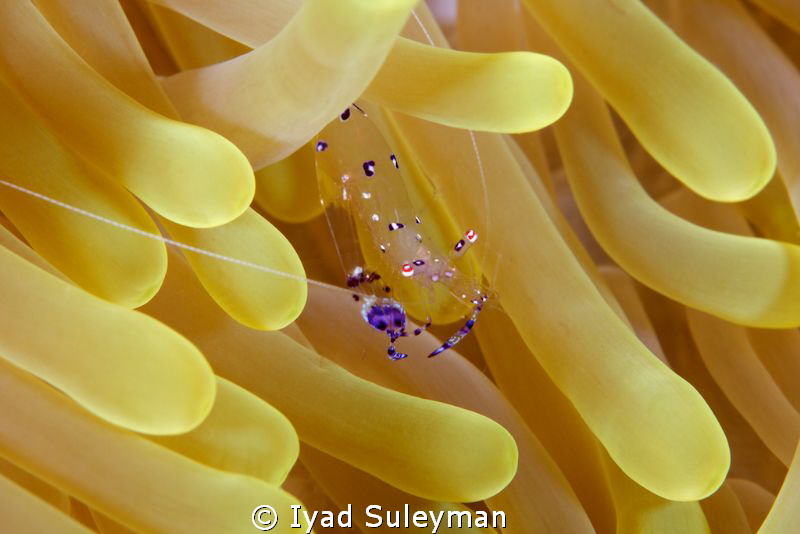 Commensal shrimp in bowed posture by Iyad Suleyman 